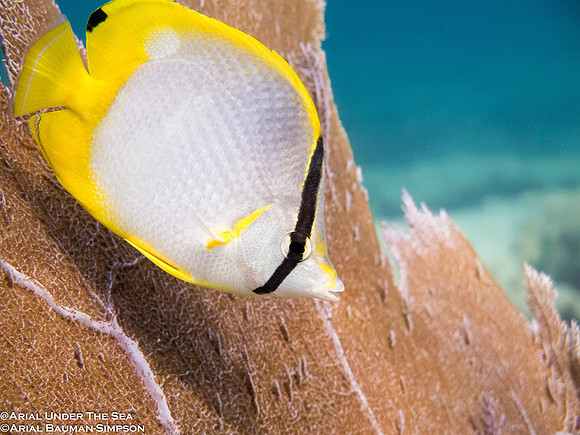 Spotfin Butterflyfish