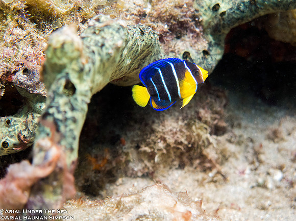 Queen Angelfish- Juvenile