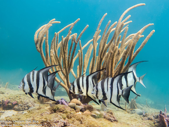 Atlantic Spadefish