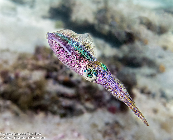 Caribbean reef Squid