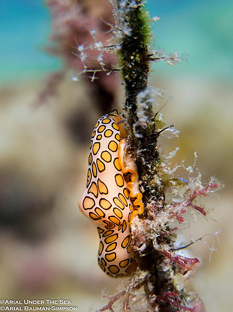 Flamingo Tongue