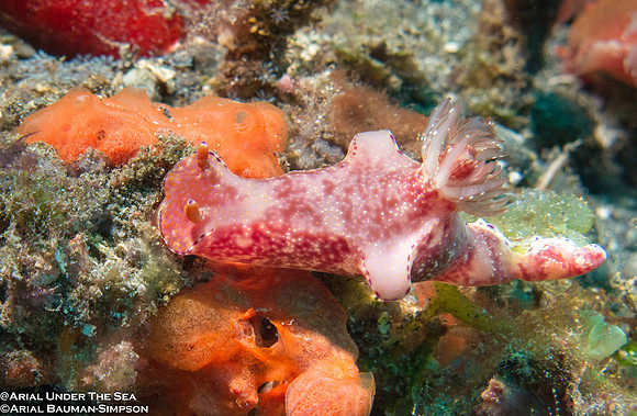 Slender T-Bar Nudibranch