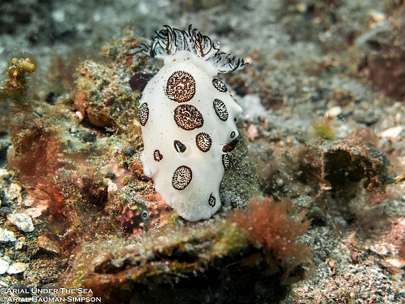 Funeral Jorunna (Jorunna funebris)