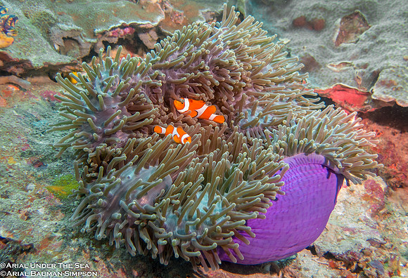 False Clown Anemonefish