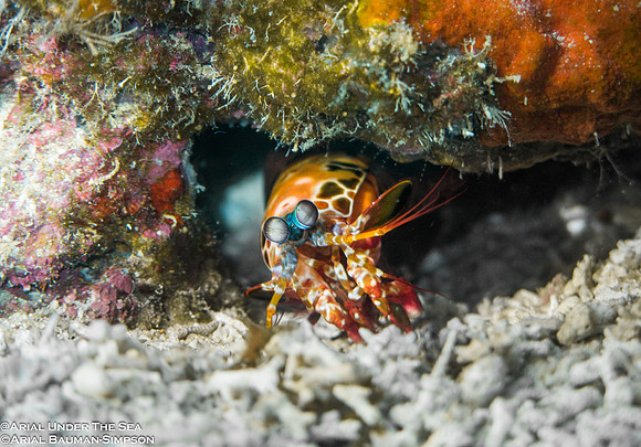 Peacock Mantis Shrimp