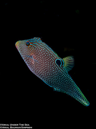 Papuan Toby
