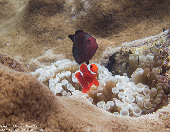 Spinecheek Anemonefish