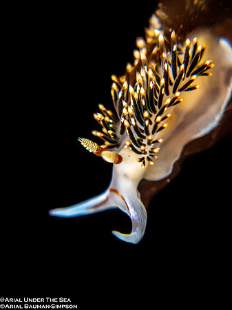 Hilton's Aeolid (Phidiana hiltoni)