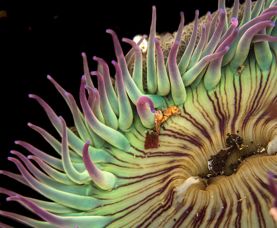 Starburst anemone (Anthopleura sola)