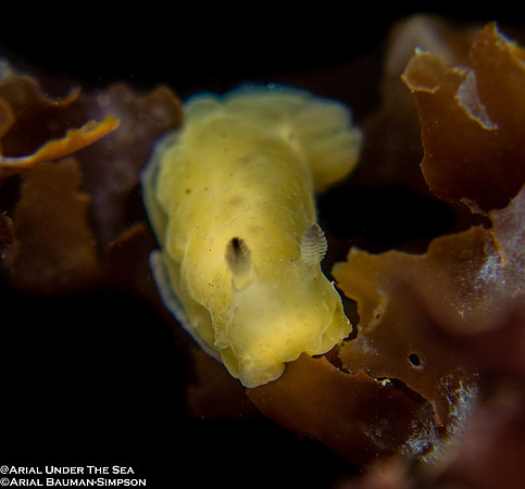 Chan's Dorid  (Hallaxa chani)