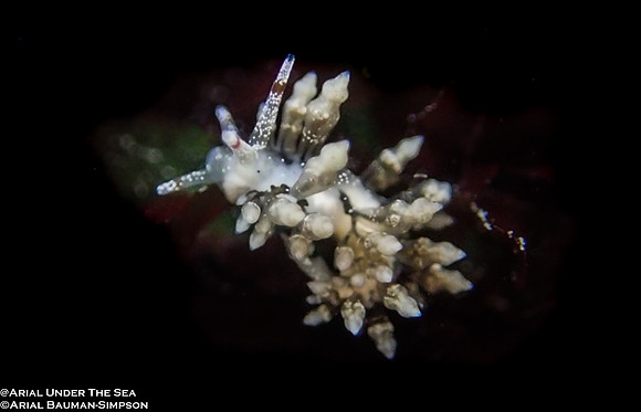 Green Balloon Aeolid(Eubranchus olivaceus)